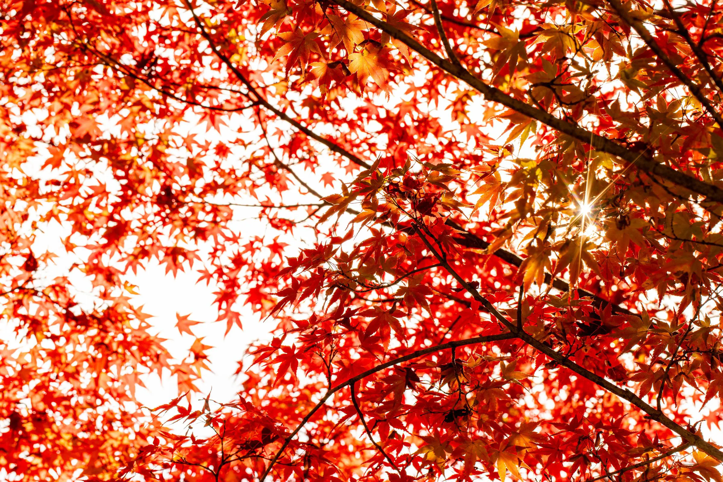紅葉の天蓋 — Autumn Canopy