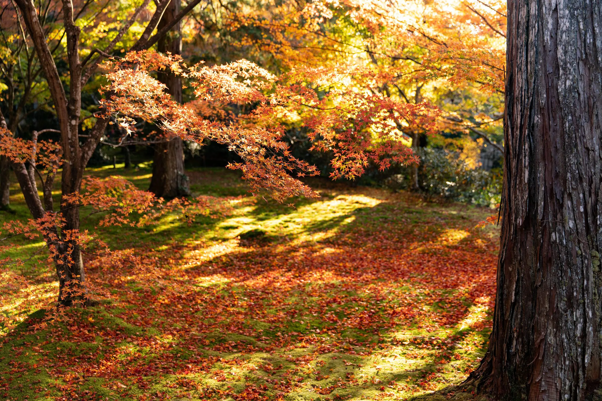 秋の光 — Autumn Light