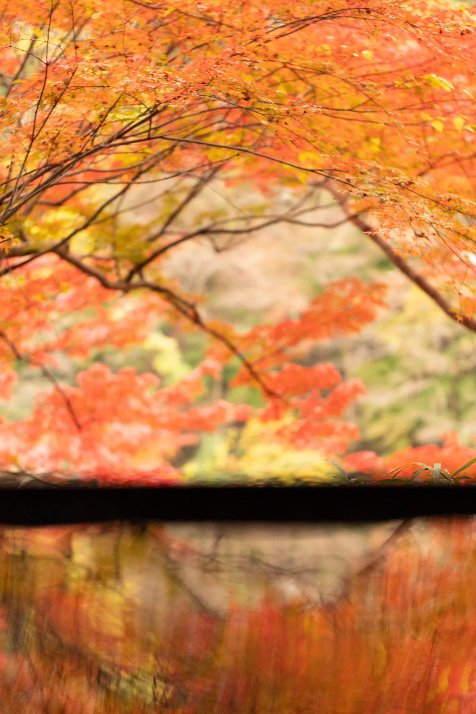水面の秋 — Autumn Reflection