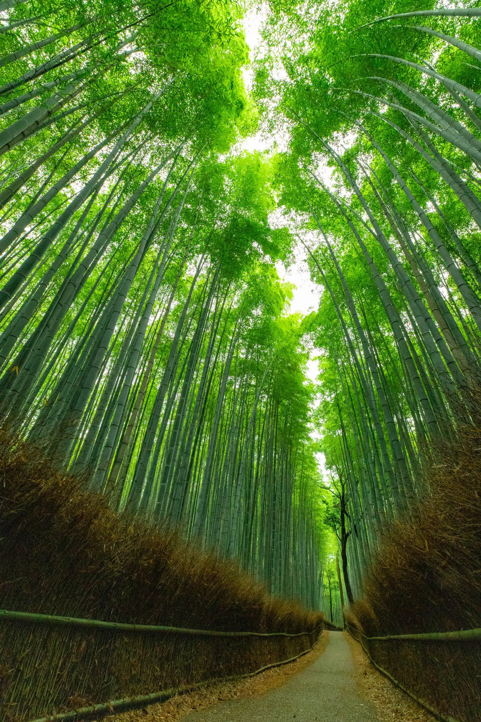 竹の空 — Bamboo Sky