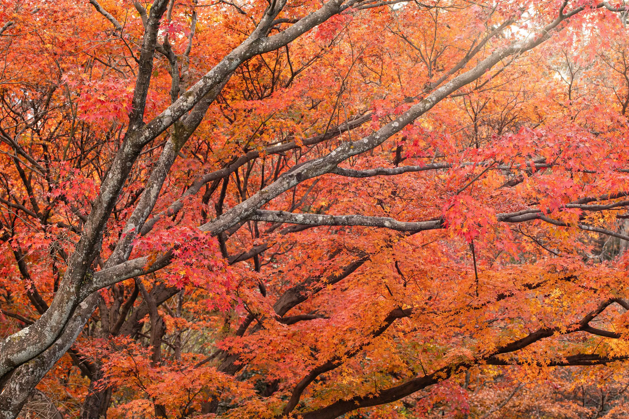 燃えるもみじ — Blazing Maple