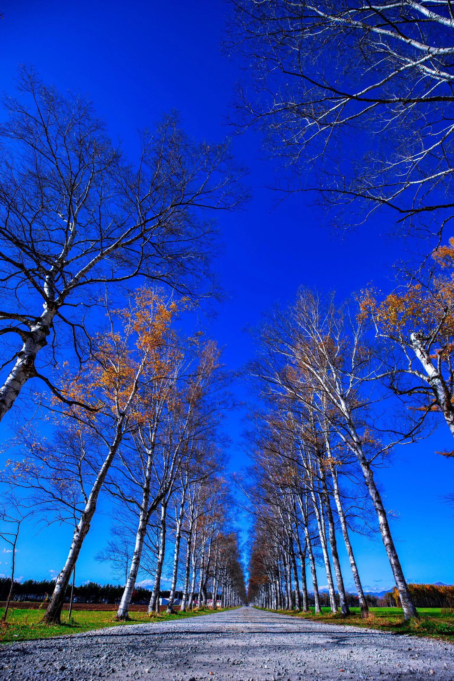 青の並木道 — Blue Hour Avenue