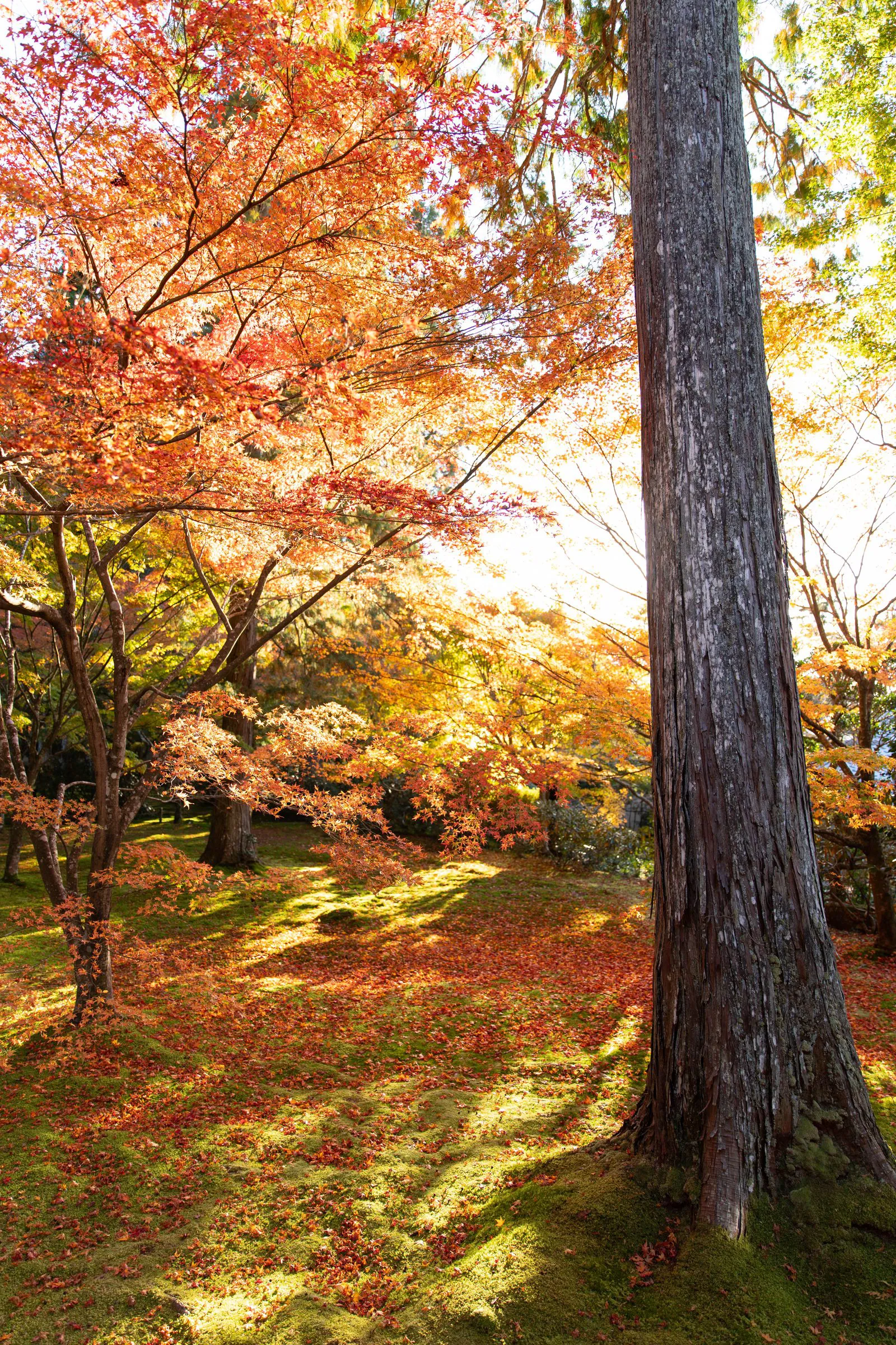 紅の絨毯 — Crimson Carpet