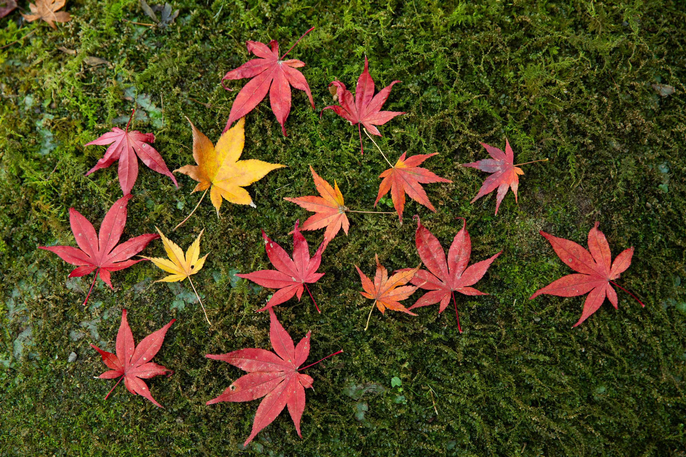 落ち紅葉 — Fallen Colors