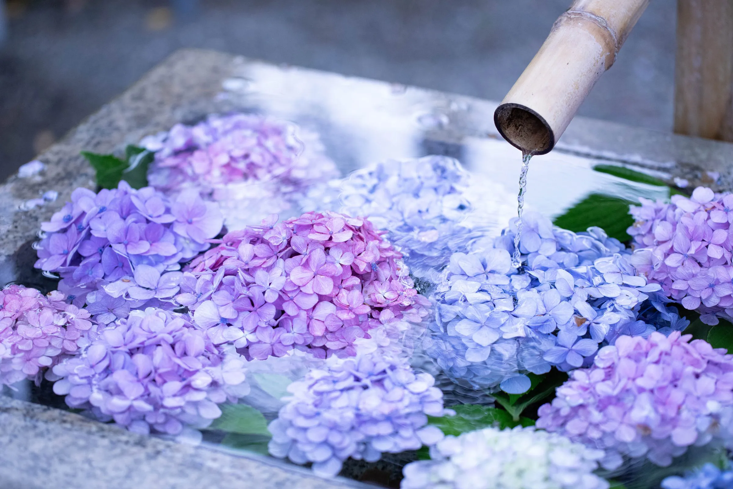 花手水 — Flower Basin