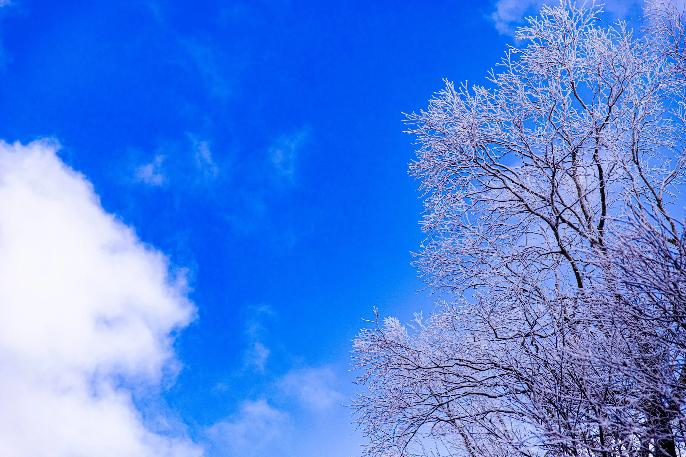 霧氷と青 — Frost and Blue
