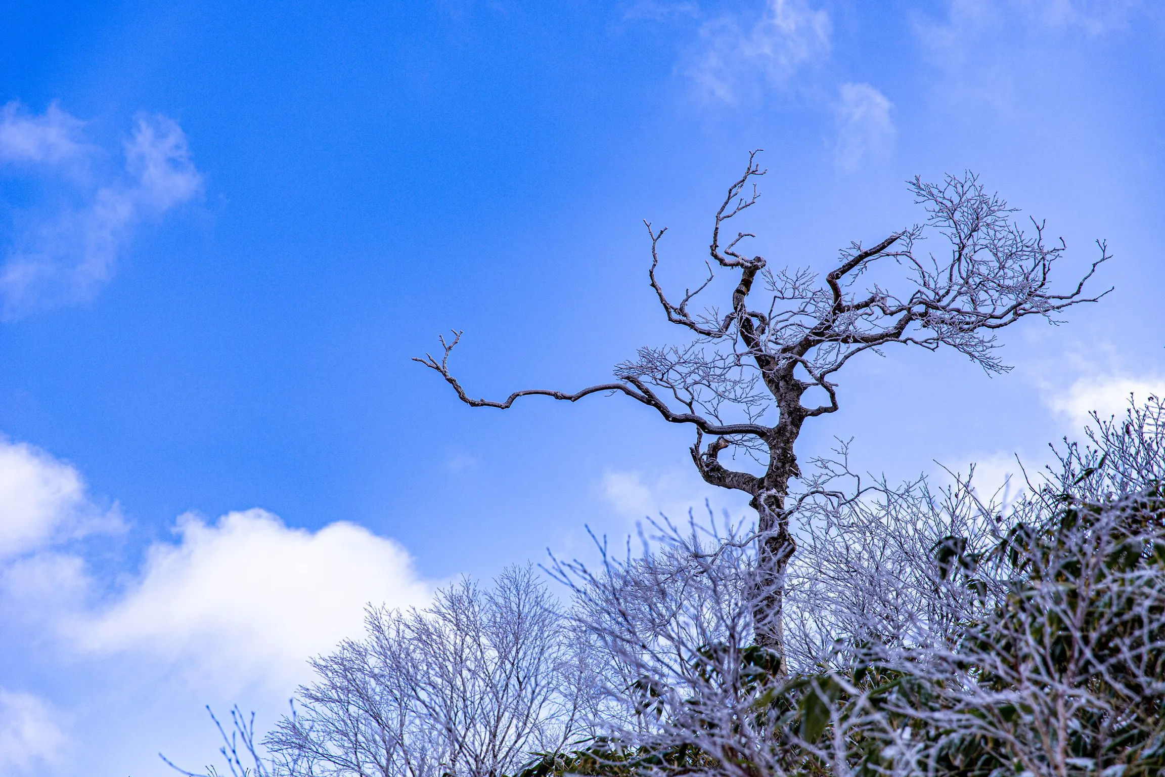凍てつく枝 — Frozen Branches