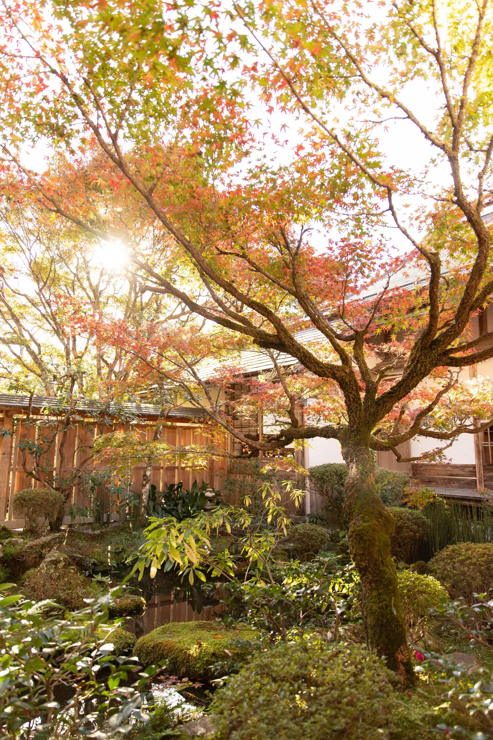 庭の灯 — Garden Glow