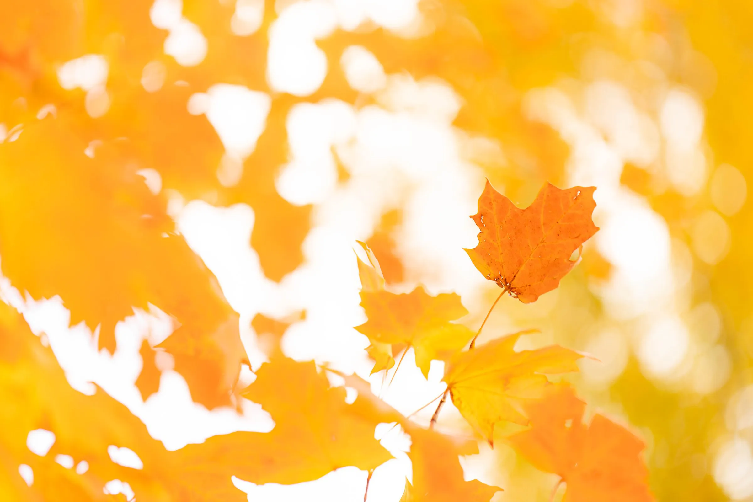 金色の秋 — Golden Hour Leaves