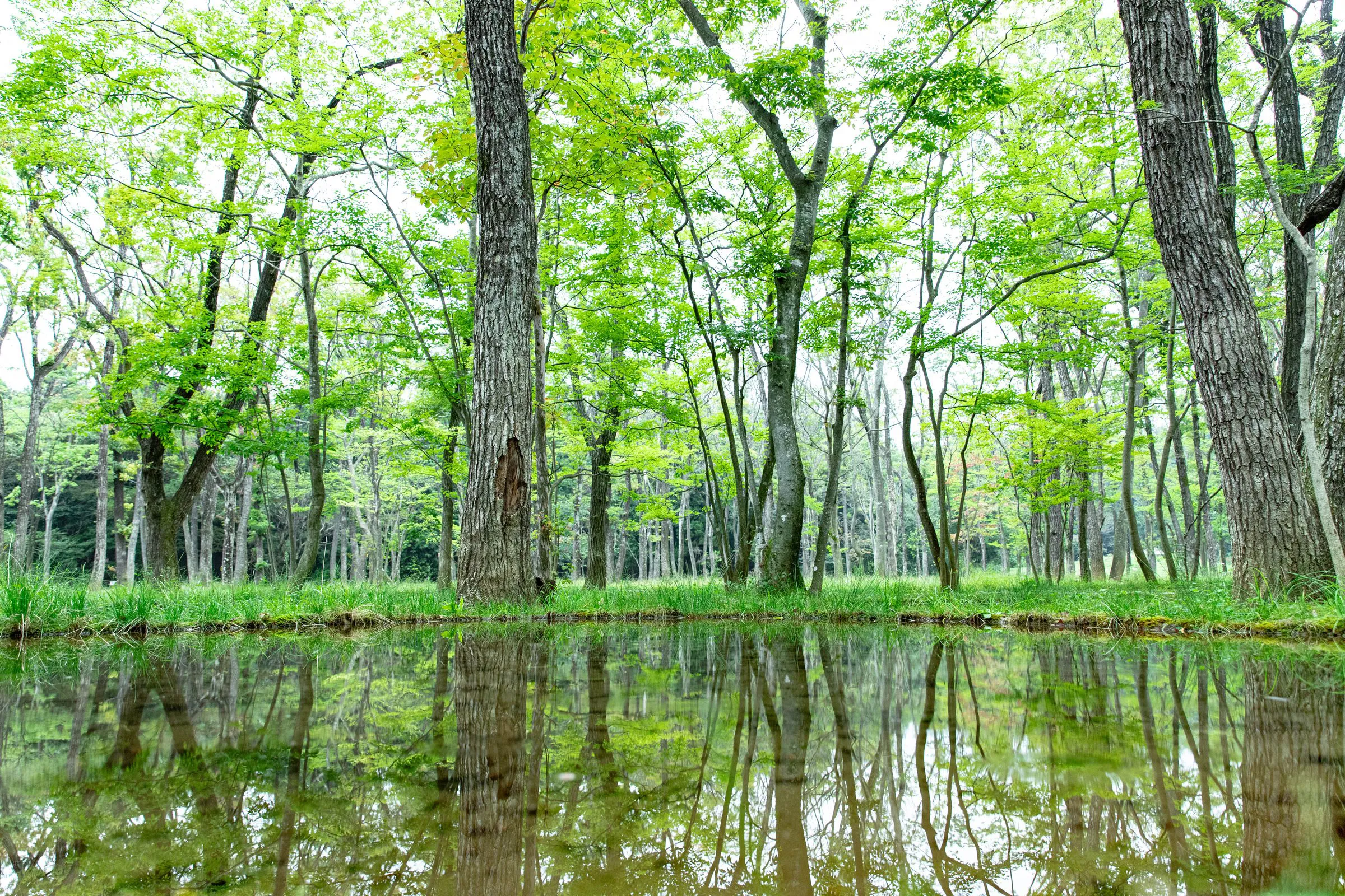 新緑の水鏡 — Green Mirror