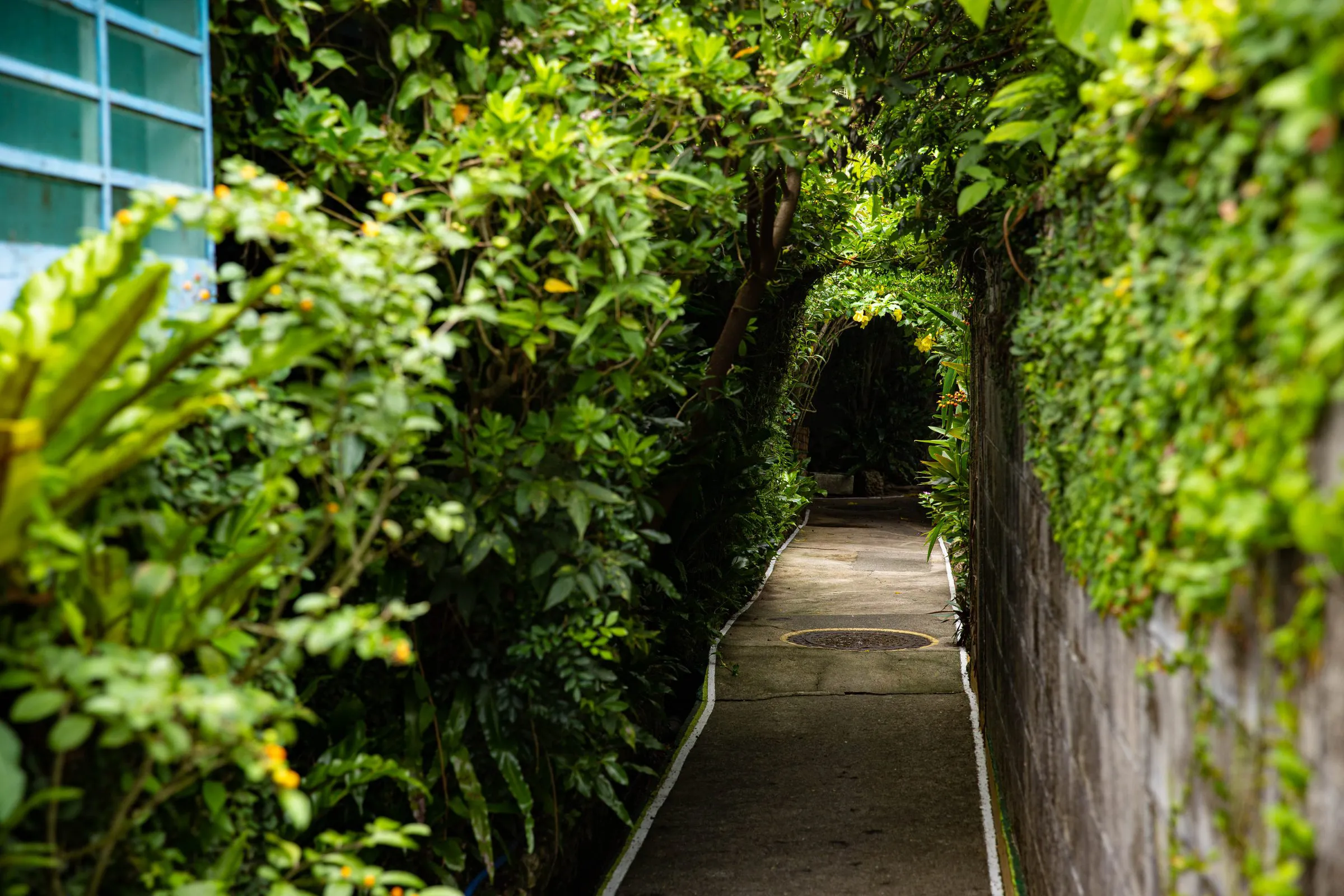 緑のトンネル — Green Tunnel