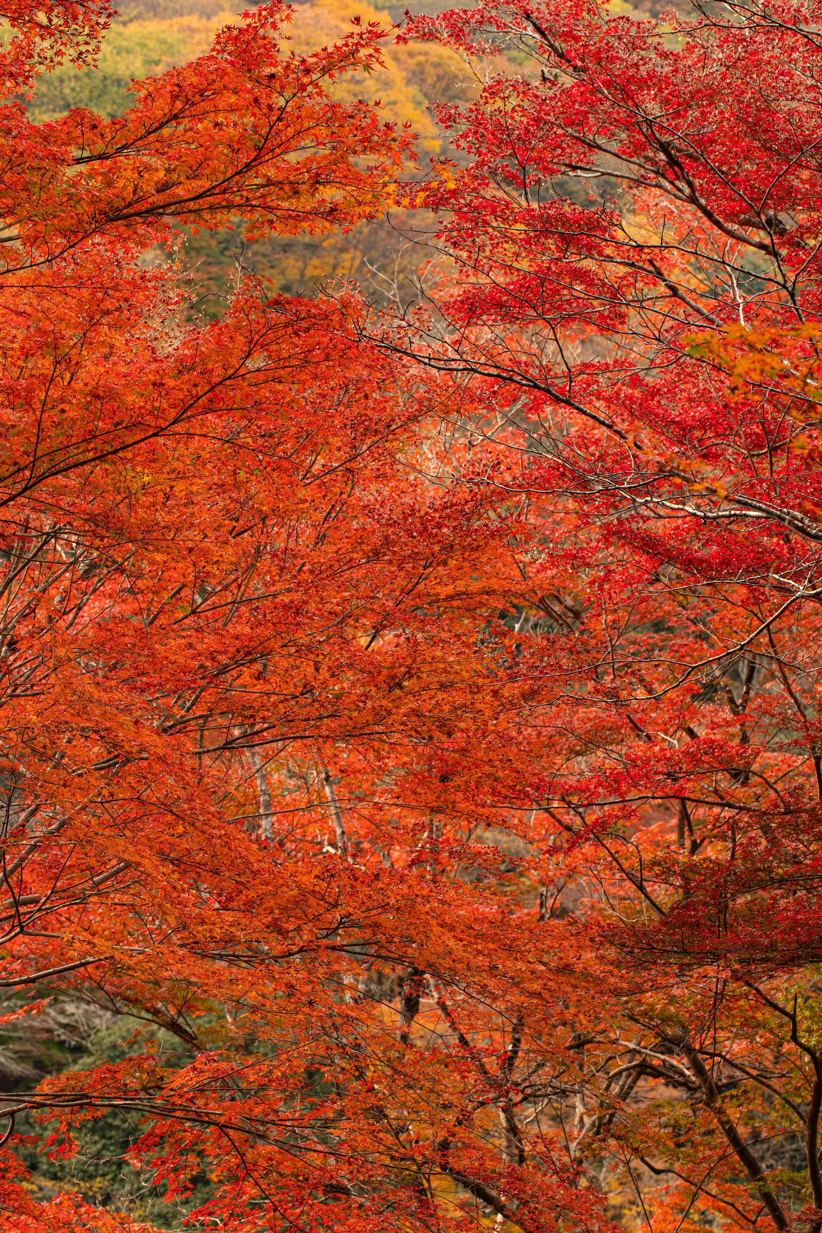 山肌の秋 — Hillside Autumn