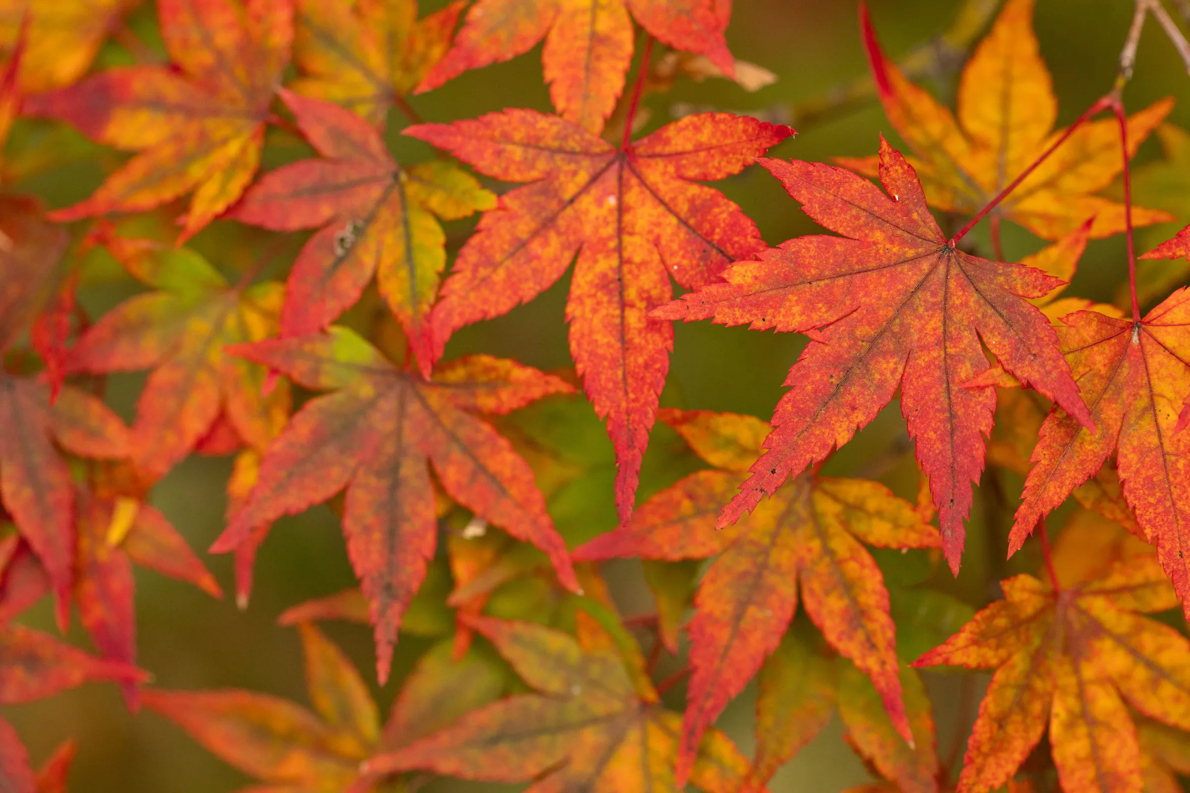 紅葉のモザイク — Leaf Mosaic