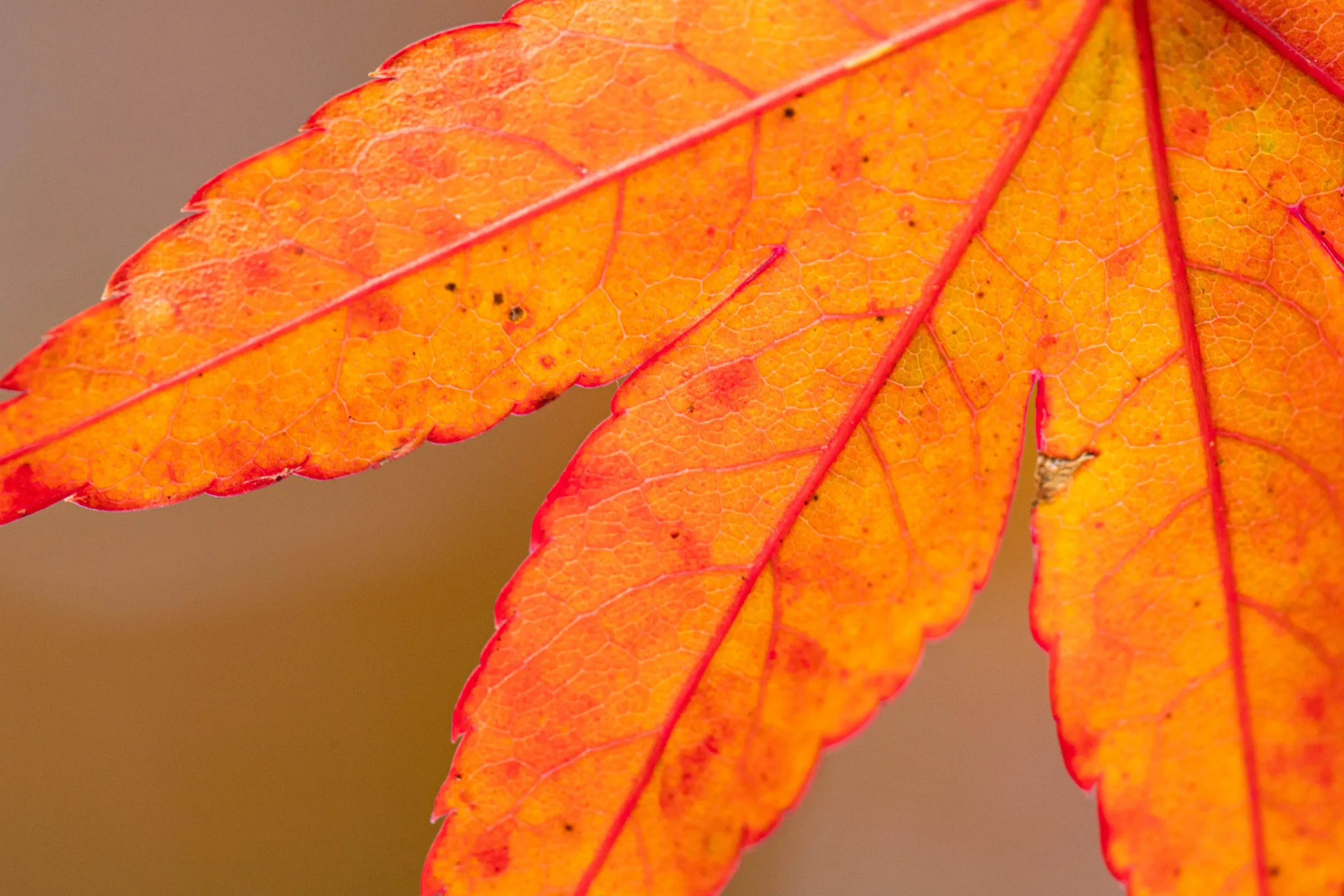 葉脈 — Leaf Veins