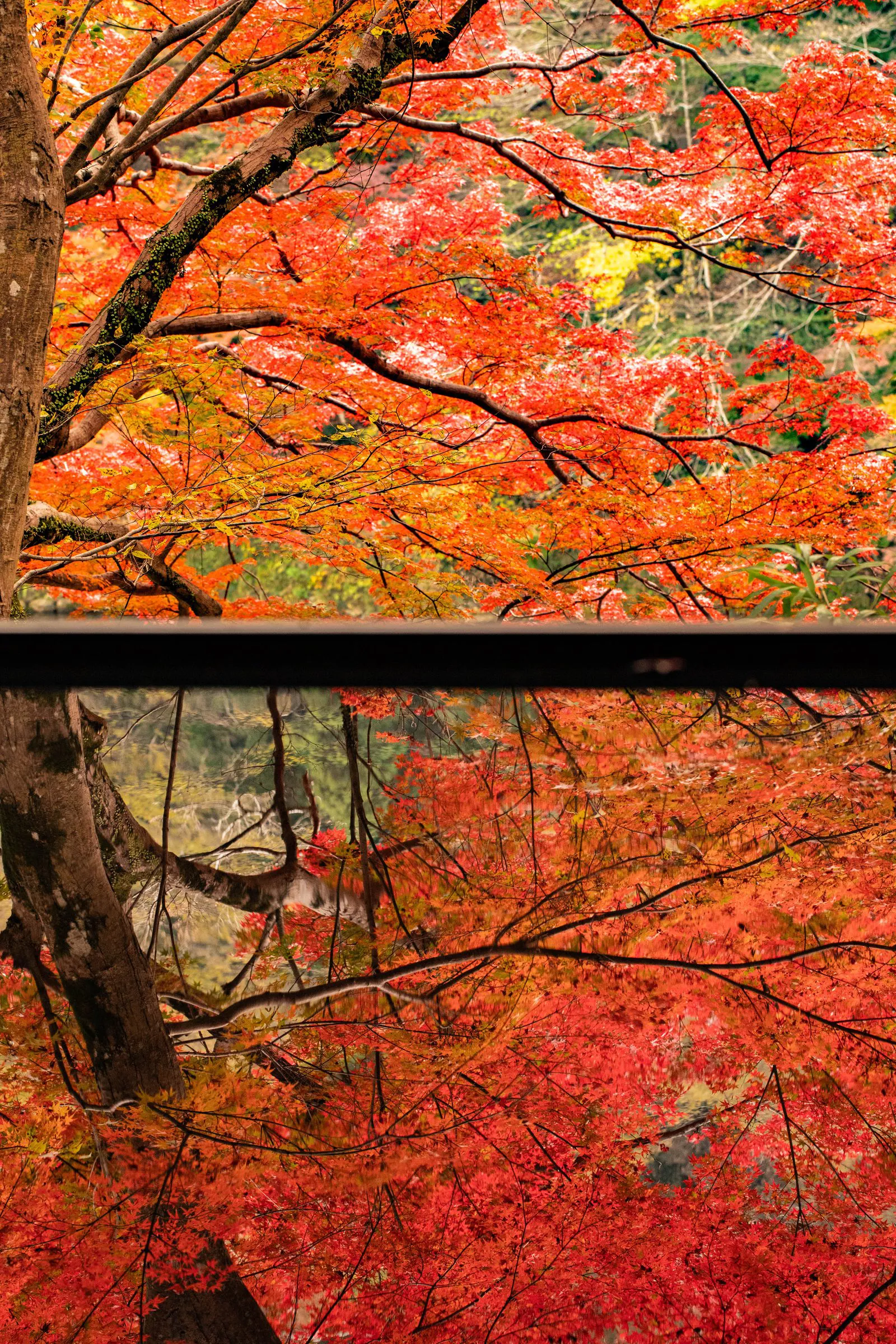 幹と紅葉 — Maple and Trunk