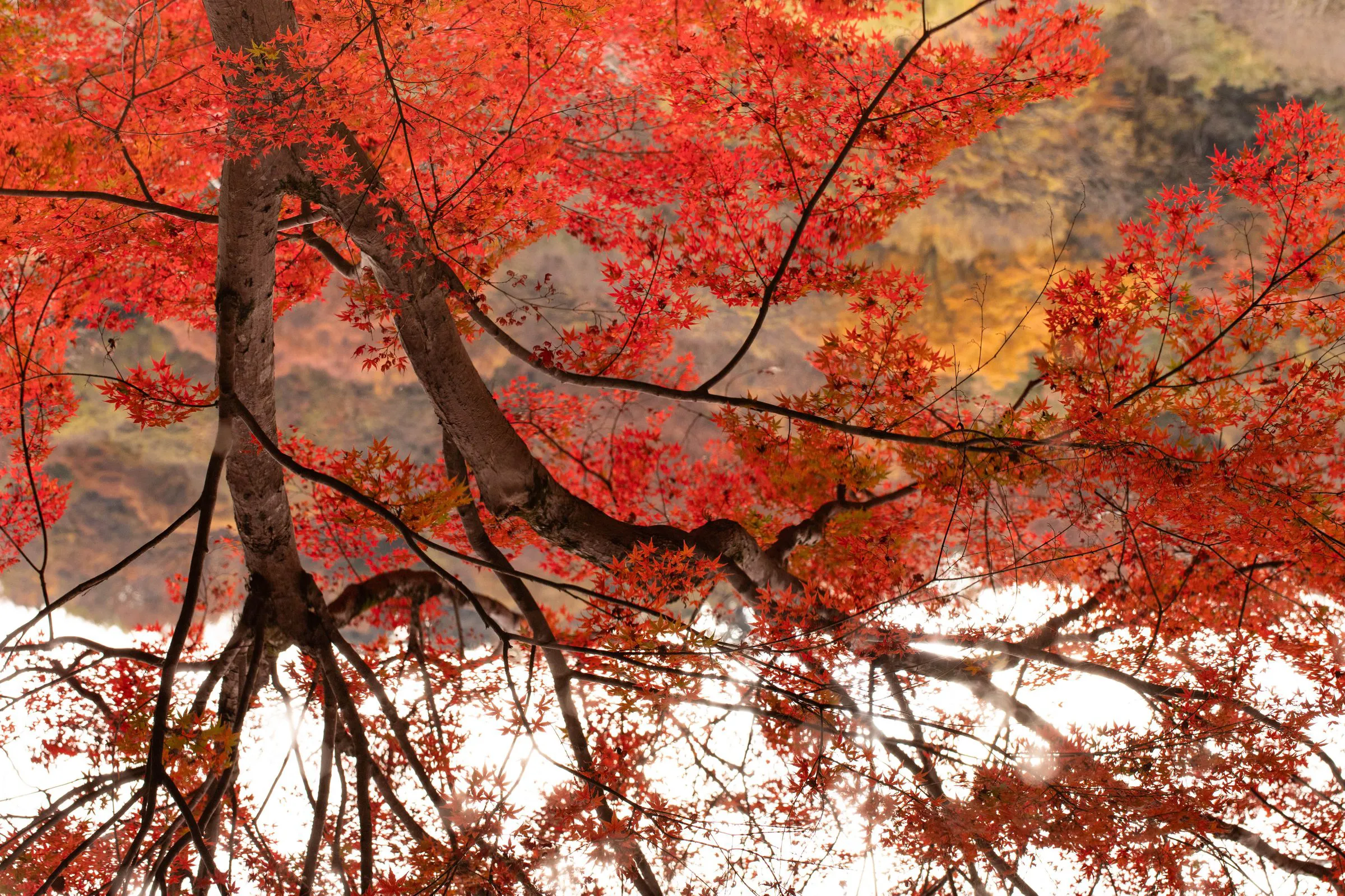 沢の上の紅 — Maple over the Stream