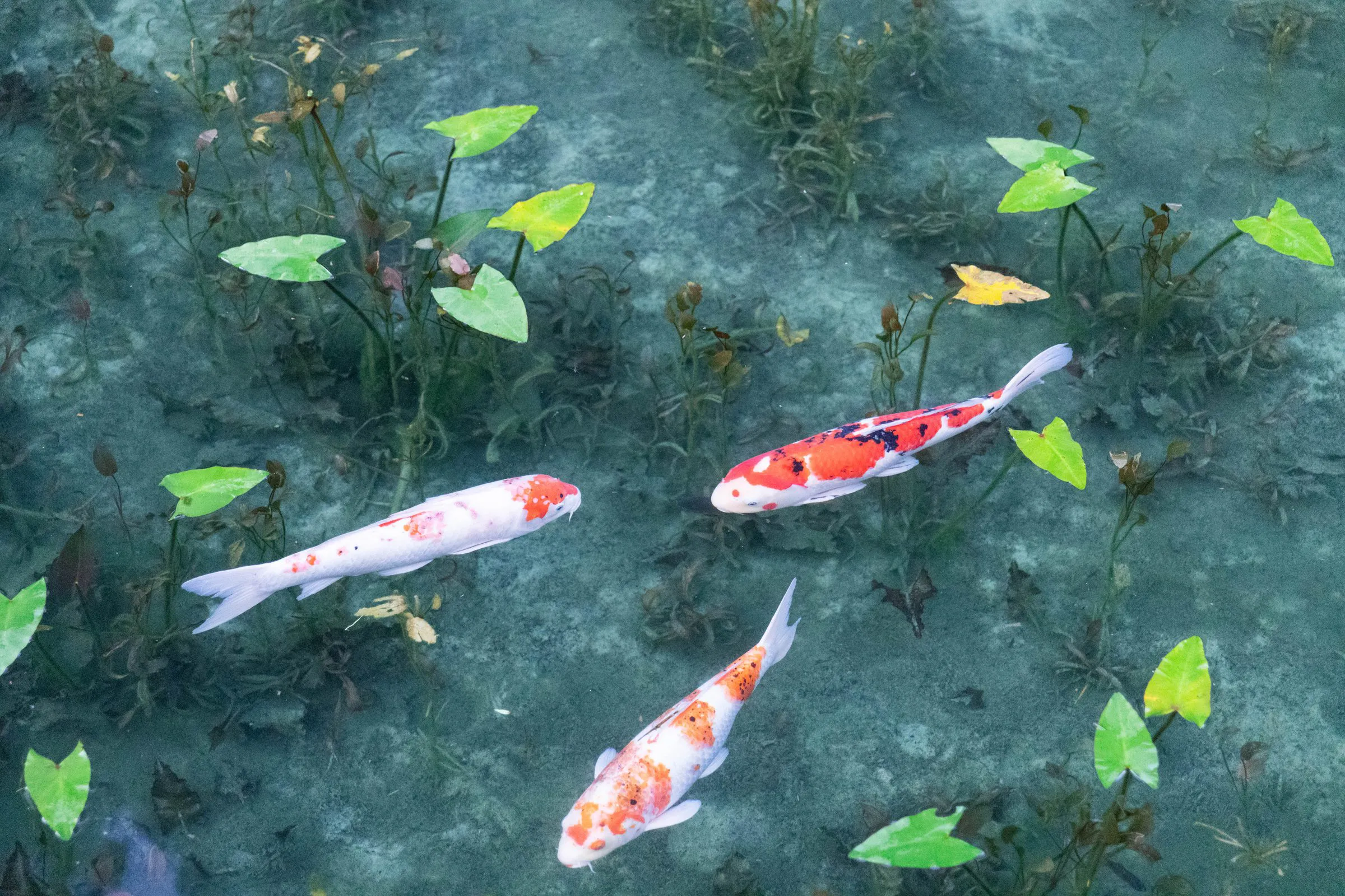 モネの池 — Monet's Pond