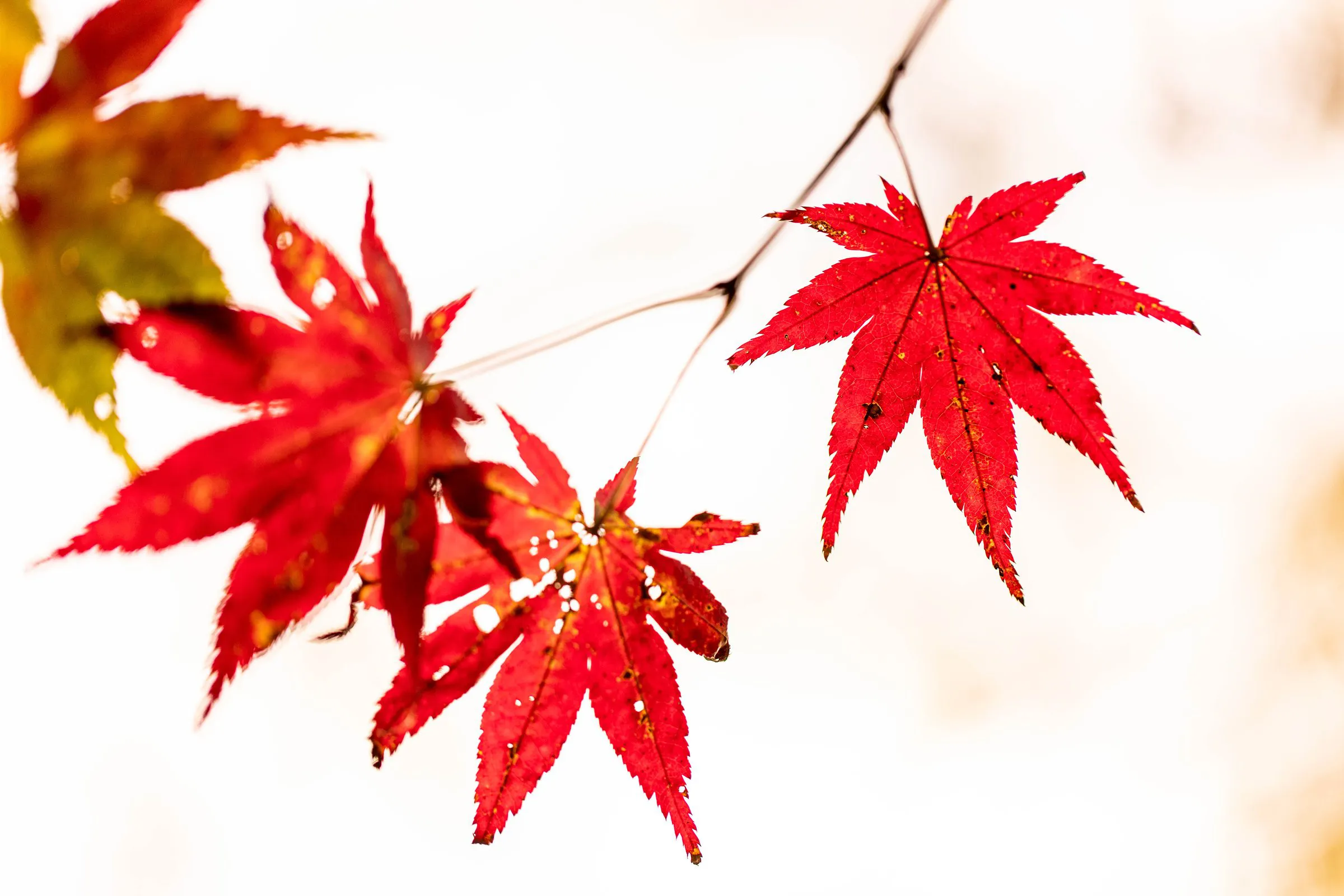 紅のもみじ — Red Maple