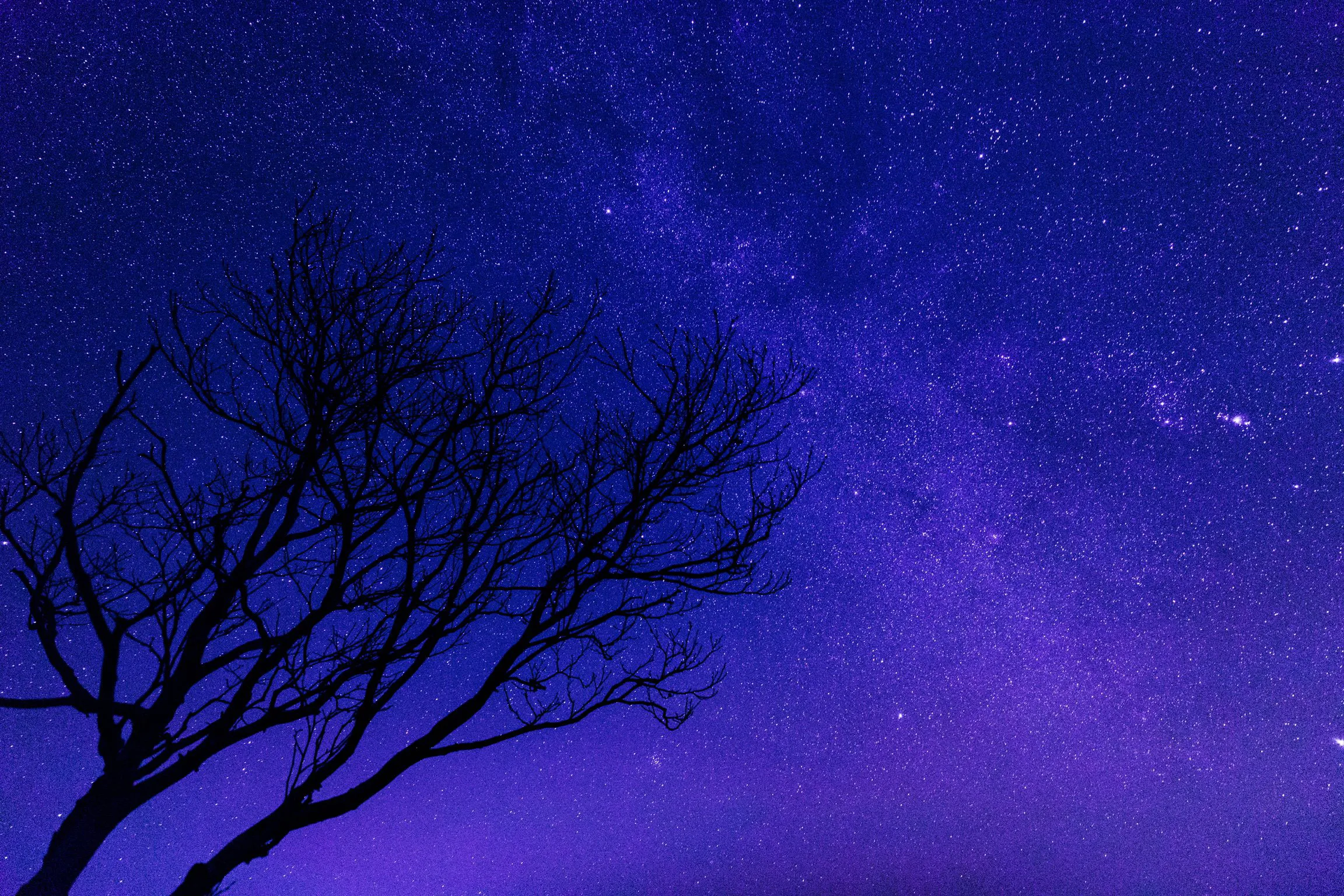 星降る木 — Starlit Tree
