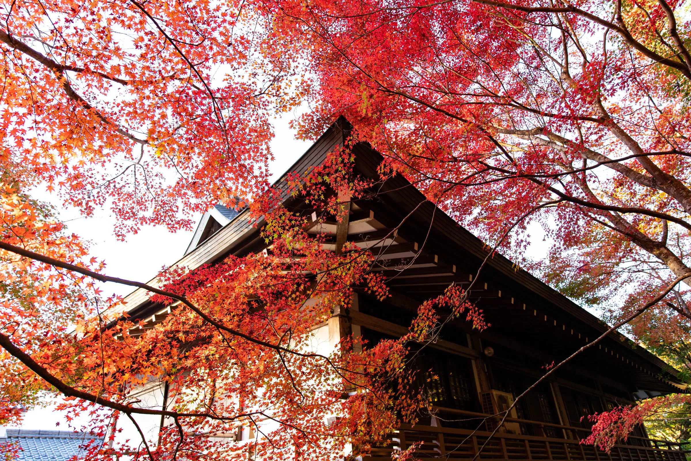 紅葉の甍 — Temple and Maples